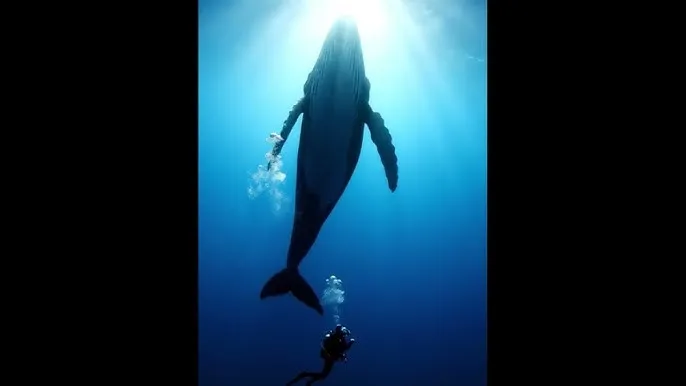 猪猪电影 - 深蓝星球：探索海洋深处的未知世界